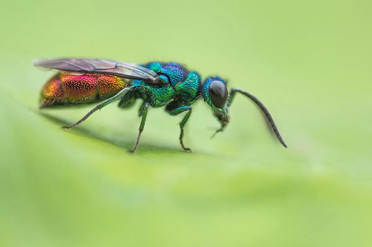 Красная мушка. Изумрудная Златка Жук. Chrysis ignita. Жук блестянка оранжевый. Слепень Стрекоза.