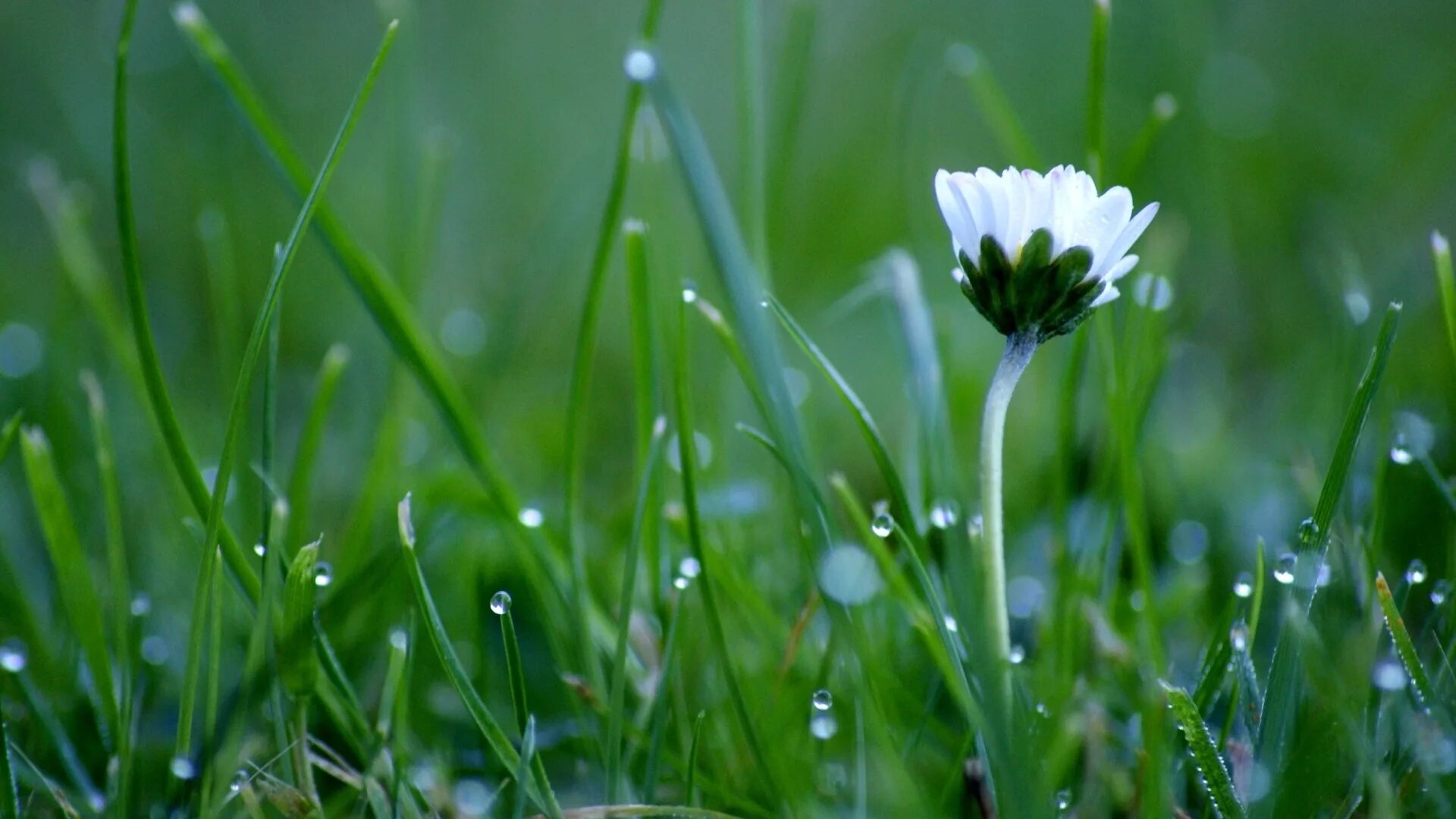 Трава омытая дождем. Трава после дождя. Роса на траве. Цветы после дождя. Утренняя роса.
