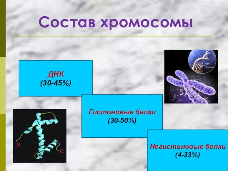 Днк входящая в состав хромосом