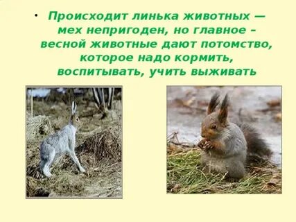 Какие животные линяют и меняют мех