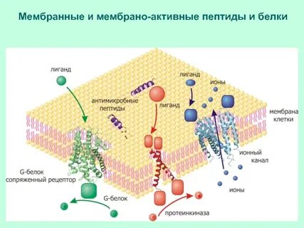 Активная мембрана