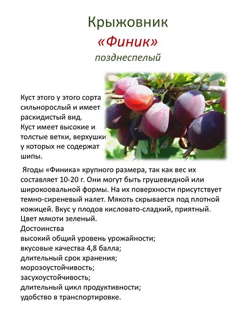 Крыжовник краткое содержание подробно. Крыжовник финик описание сорта фото. Крыжовник юбиляр бесшипный.