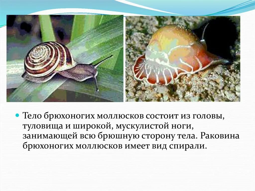 Брюхоногие моллюски 7 класс биология. Форма тела моллюсков. Размер раковины брюхоногого моллюска. Нога брюхоногих моллюсков. Голова брюхоногих