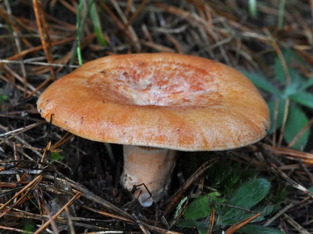 Рыжик картинка. Рыжик Сосновый/Боровой (Lactarius deliciosus);. Млечник Рыжик гриб. Гриб Рыжик Сосновый. Рыжики пластинчатые грибы.