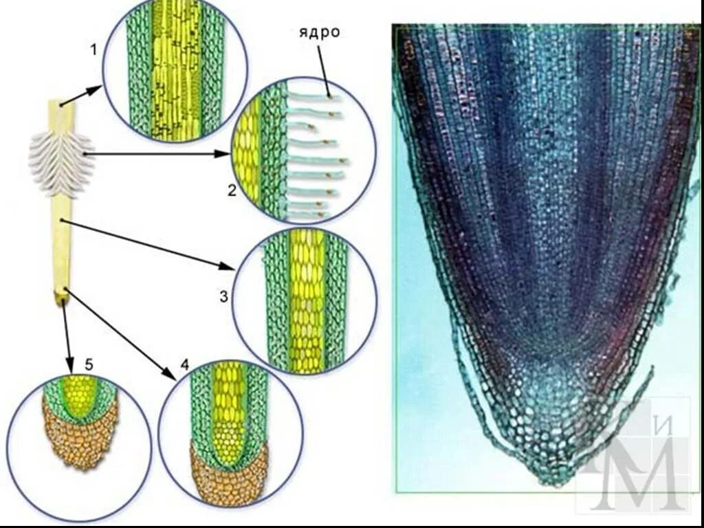 Корневой кончик. Корневой чехлик зона деления. Зоны деления корня корневой чехлик. Корневой чехлик зона роста. Корневой чехлик строение под микроскопом.