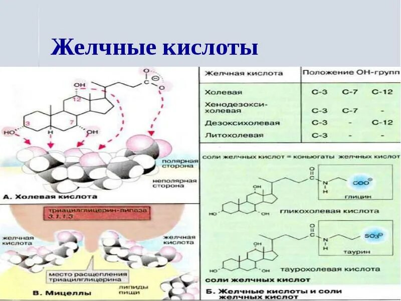 Определение желчных кислот. Соли желчных кислот биохимия. состав желчных кислот биохимия. гидрофильные желчные кислоты. какова химическая структура желчных кислот?.