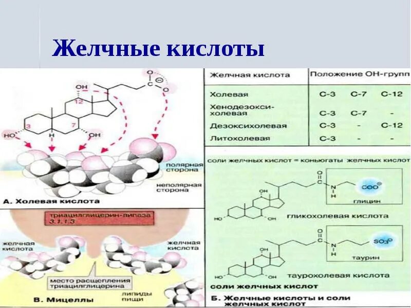 Горючая кислота. Классификация желчных кислот биохимия. Соли желчных кислот биохимия. Состав желчных кислот биохимия. Какова химическая структура желчных кислот?.