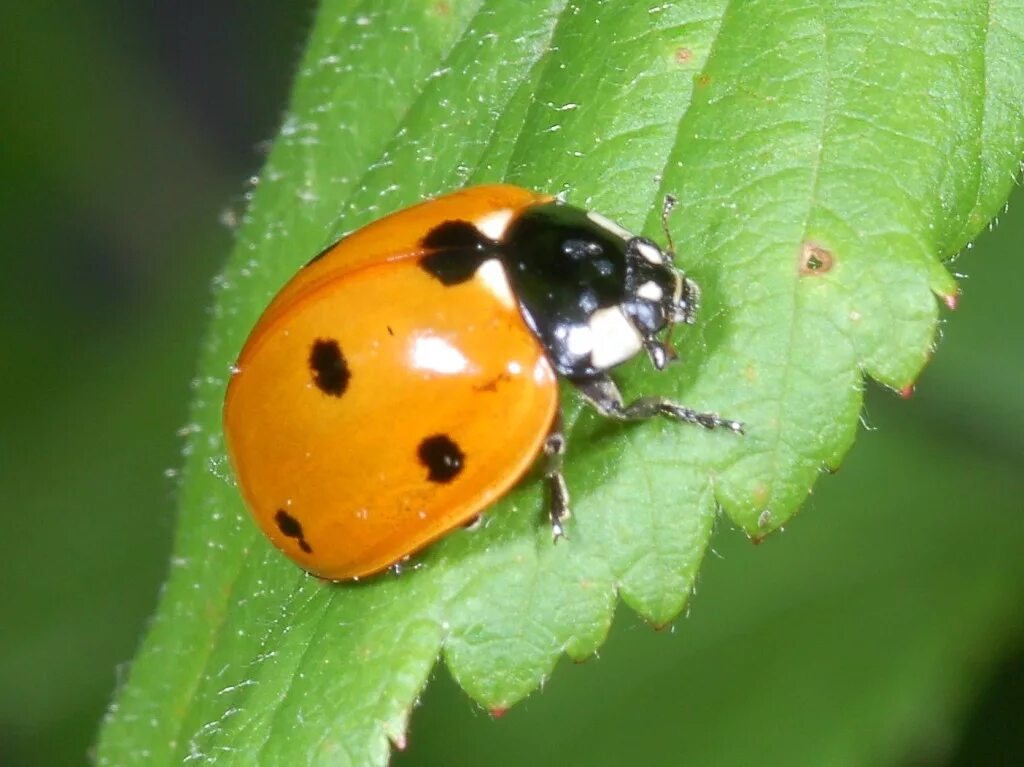 Коровка википедия. Coleoptera, Coccinellidae. Божья коровка двенадцатиточечная. Божья коровка энтомология. Кокцинеллиды разновидности.