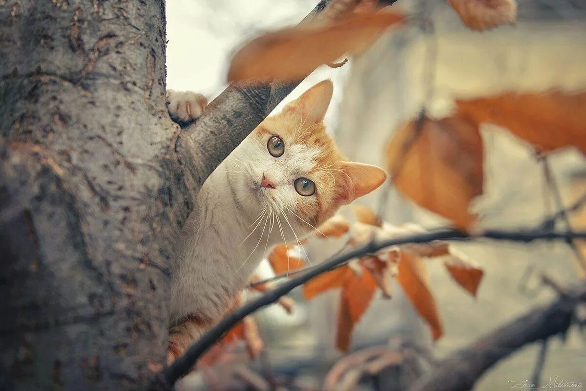 Ноябрь кот. Осень котик тыквы. Рыжий кот с тыквой. Ноябрь кот. Рыжий кот в снегу.