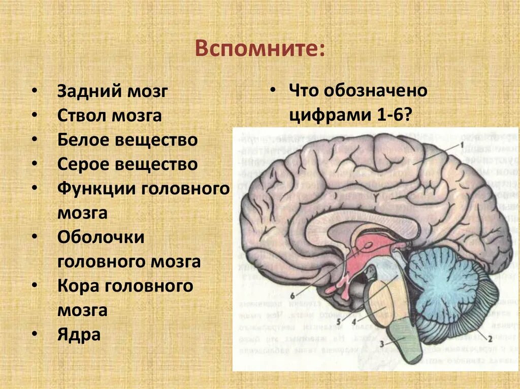 Задний мозг анатомия ствола. Ствол головного мозга это отдел головного мозга. Структуры ствола мозга. Анатомия ствола головного мозга. Передний отдел головного мозга включает