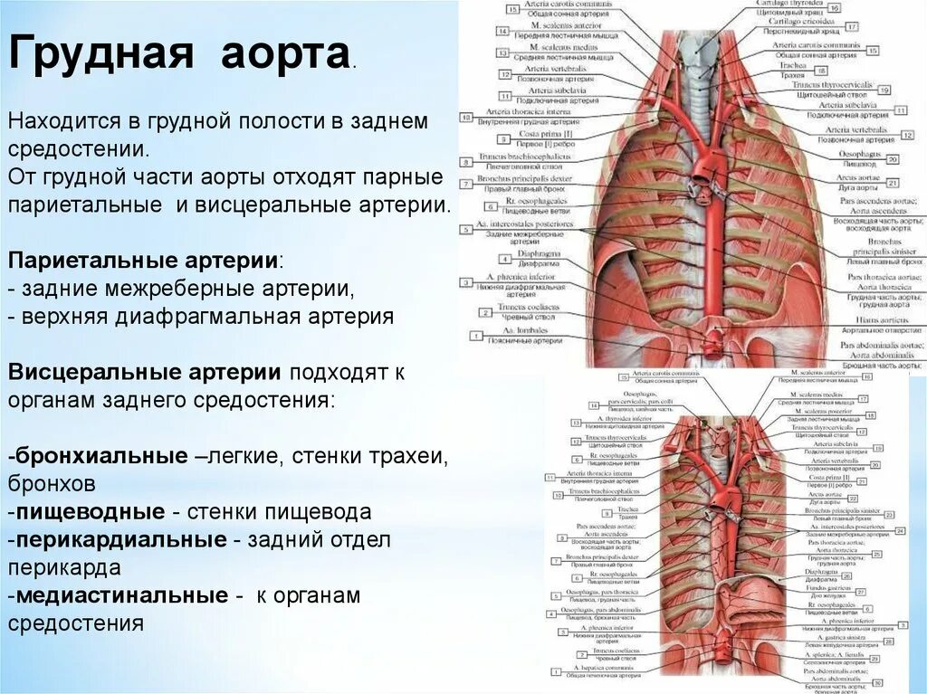 Ветви грудной части аорты париетальные и висцеральные. Грудная аорта париетальные ветви анатомия. Кровоснабжение грудной полости схема. Пристеночные ветви грудной части аорты.