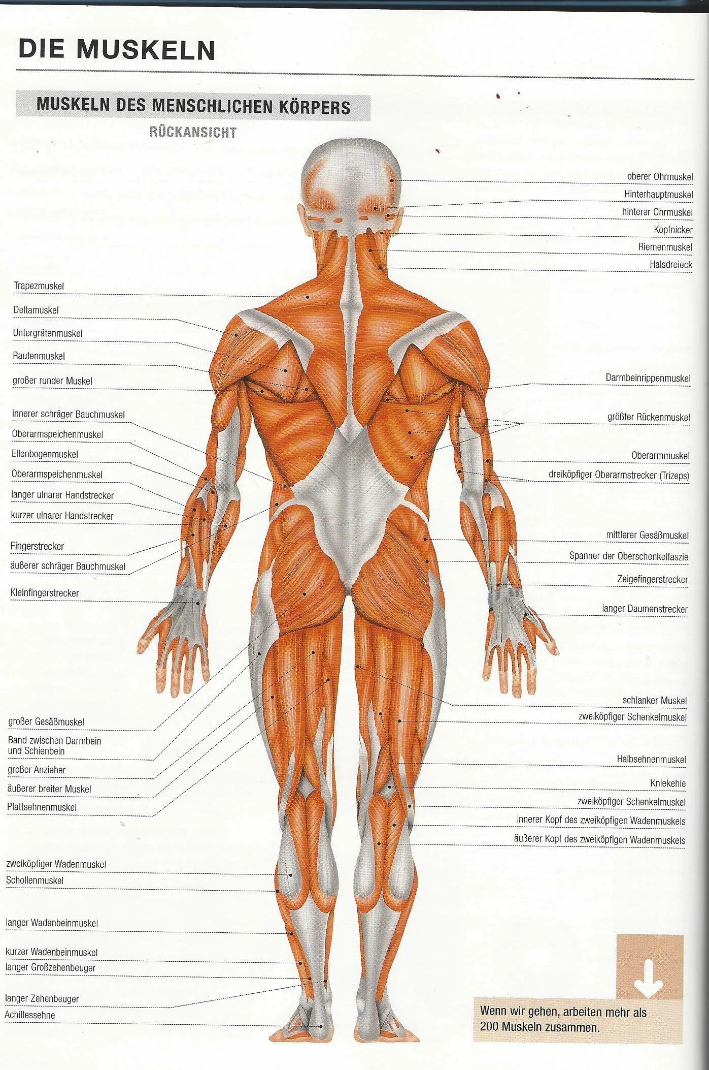 Строение скелета мышечная система. Главная мышца тела
