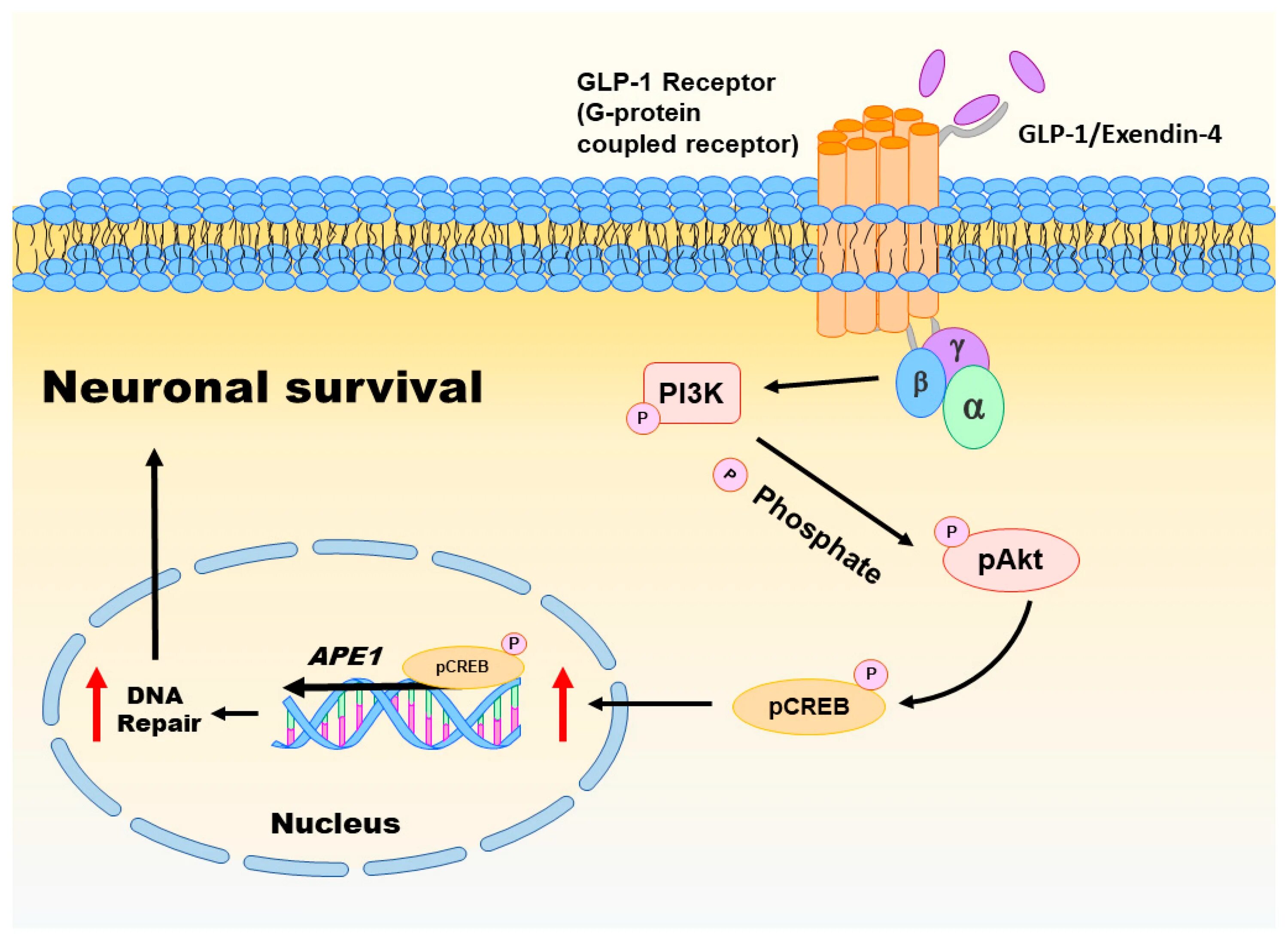 Glp-1 поколения. Агонист рецепторов гпп-1. Jdc light. Агонист рецепторов глюкагоноподобного пептида. Особенности glp.