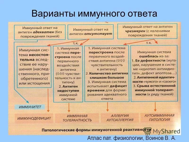 Проект аллергия как фактор проявления. Взаимосвязь аллергии и иммунодефицитов. аллергия и иммунодефицит. аллергия формы иммунного ответа. взаимоотношение аллергии и иммунитета.