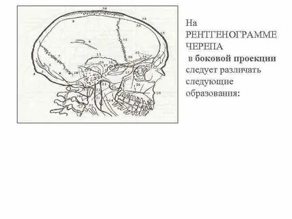 Череп проекции