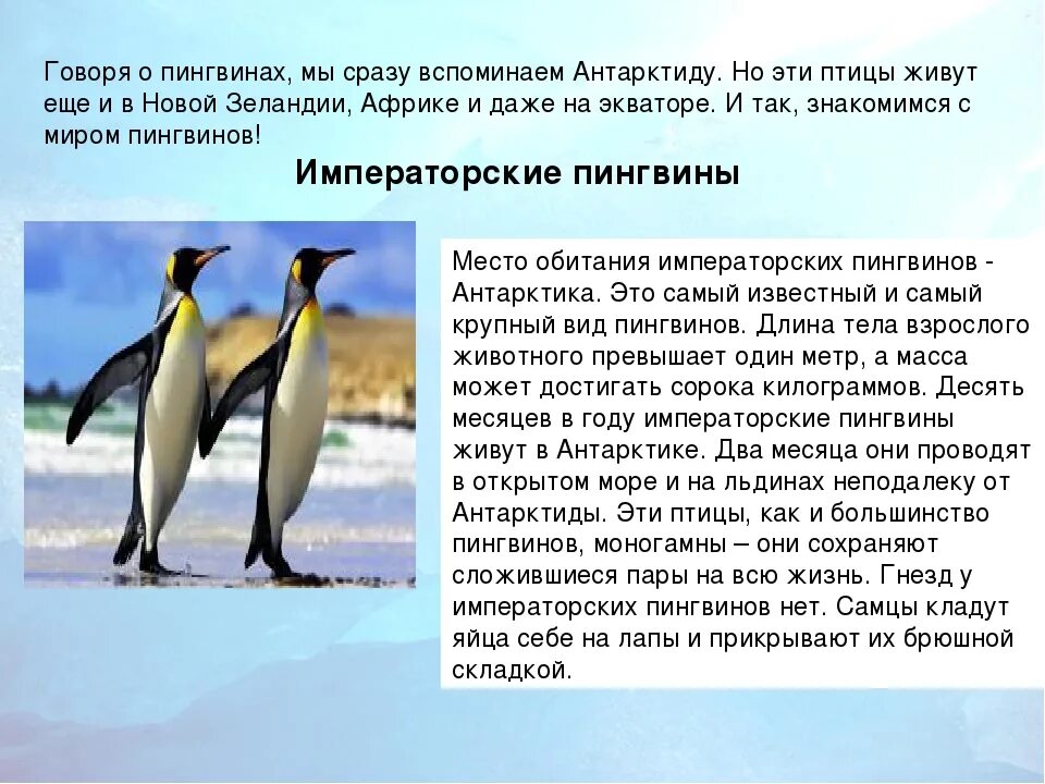 Рассказ о пингвине. Описание пингвина. Сообщение о пингвинах. Пингвин для детей. На каком материке обитает императорский пингвин