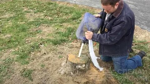 Погубить дерево быстро