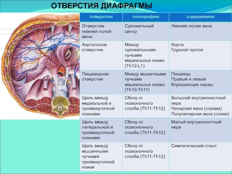 Выполняет функцию диафрагмы. Диафрагма топографическая анатомия. Диафрагма вид снизу со стороны брюшной полости. Диафрагма топографическая анатомия мышцы. Строение диафрагмы анатомия.