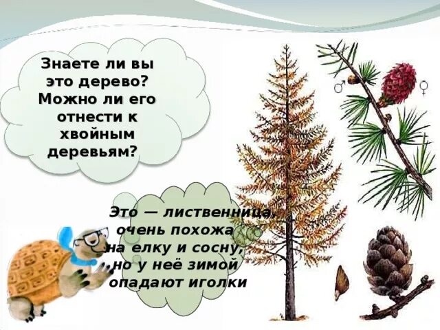 Словосочетания из предложения. Шютте хвойных туя. Краткая характеристика сосны. Развелись у сосны весело. Утром маленькие бельчата весело резвились.