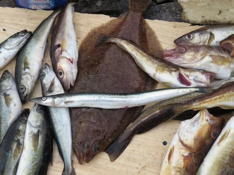 треска баренцева моря. треска рыбалка мурманск. рыбалка в мурманске. треска баренцево море мурманск. какая рыба в мурманске.