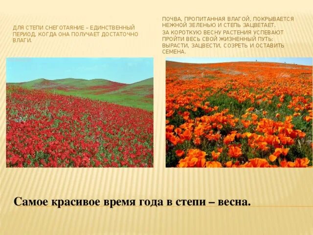 Конспект урока степь. Конспект урока степь