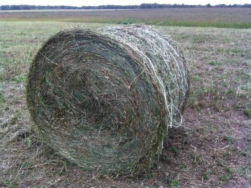 Сено для лошадей. Сено разнотравье рулон 300 кг. Солома в рулонах. Сено 200 кг тюки. Сено в тюках.
