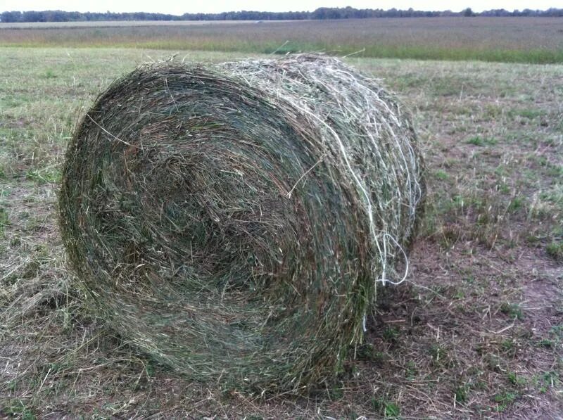 Сено кемеровская область. Рулон сена. Рулонное сено. Солома в рулонах. Сено в больших рулонах.