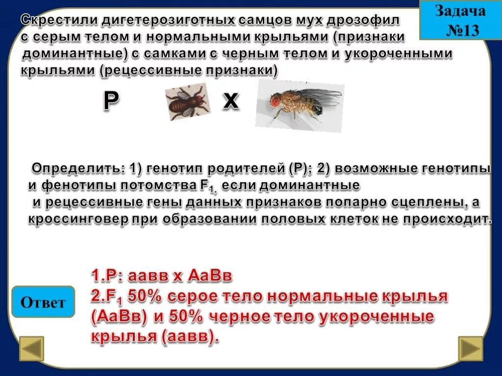 Селекционер скрестил самку чистой линии мыши черного. Генетика мухи дрозофилы задачи. Задачи по генетике с мухами дрозофилами. Генотип мухи дрозофилы. Скрестили дигетерозиготных самцов мух дрозофил с серым телом.