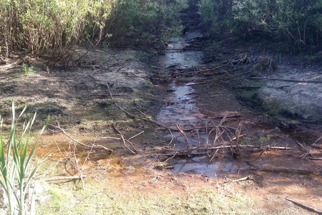 В исследованной воде из местного болота. Шиловское болото Воронеж. Ручей ЕКБ болото. Болото Амельниковское. Осушенные болота.