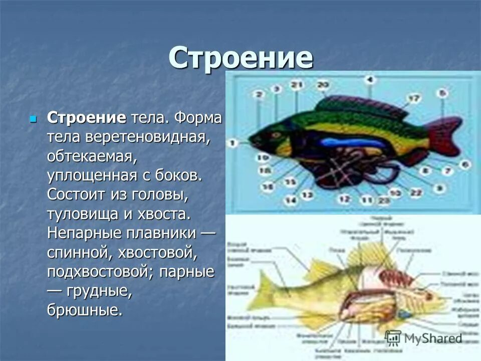 Уплощенная форма. Китовая акула и человек на суше. Уплощенная форма тела придонных рыб свидетельствует о. Уплощенная форма тела у донных рыб. Уплощенная форма тела придонных рыб свидетельствует о.