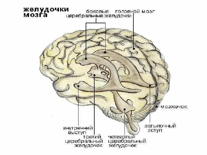 Желудочки головного мозга анатомия. Желудочки головного мозга человека анатомия. Топография желудочков головного мозга. Строение боковых желудочков головного мозга. Правый желудочек головного