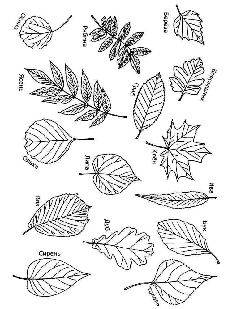 Листья дуба клена рябины. Листья деревьев. Листья разных деревьев. Лист дерева трафарет. Листья деревьев для детей.