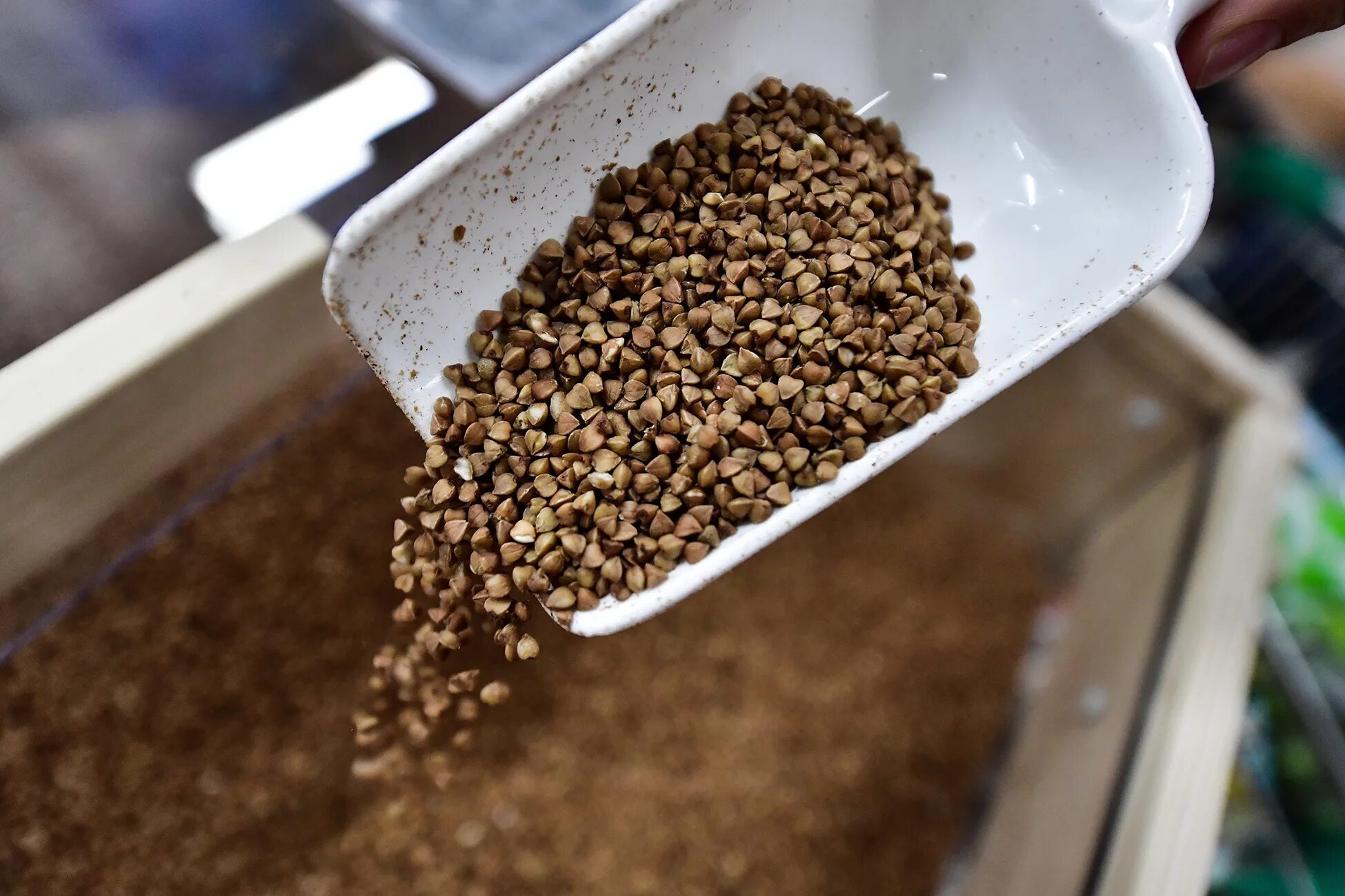 Полезные качества гречки. Гречиха гречневая крупа. Гречневая каша ядрица. Гречневая каша. Чем полезна гречка.