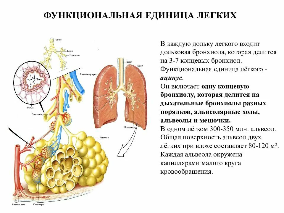 Что является структурно функциональной единицей легкого. Что является структурно функциональной единицей легкого