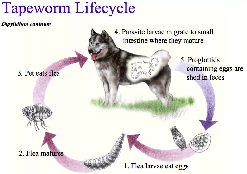 Dipylidium caninum. Жизненный цикл цепня собачьего Dipylidium caninum. Жизненный цикл дипилидиум. Dipylidium caninum цикл развития. Dipylidium caninum жизненный цикл.