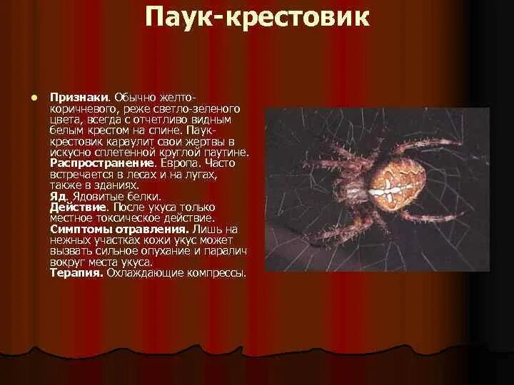 Признаки паукообразных животных