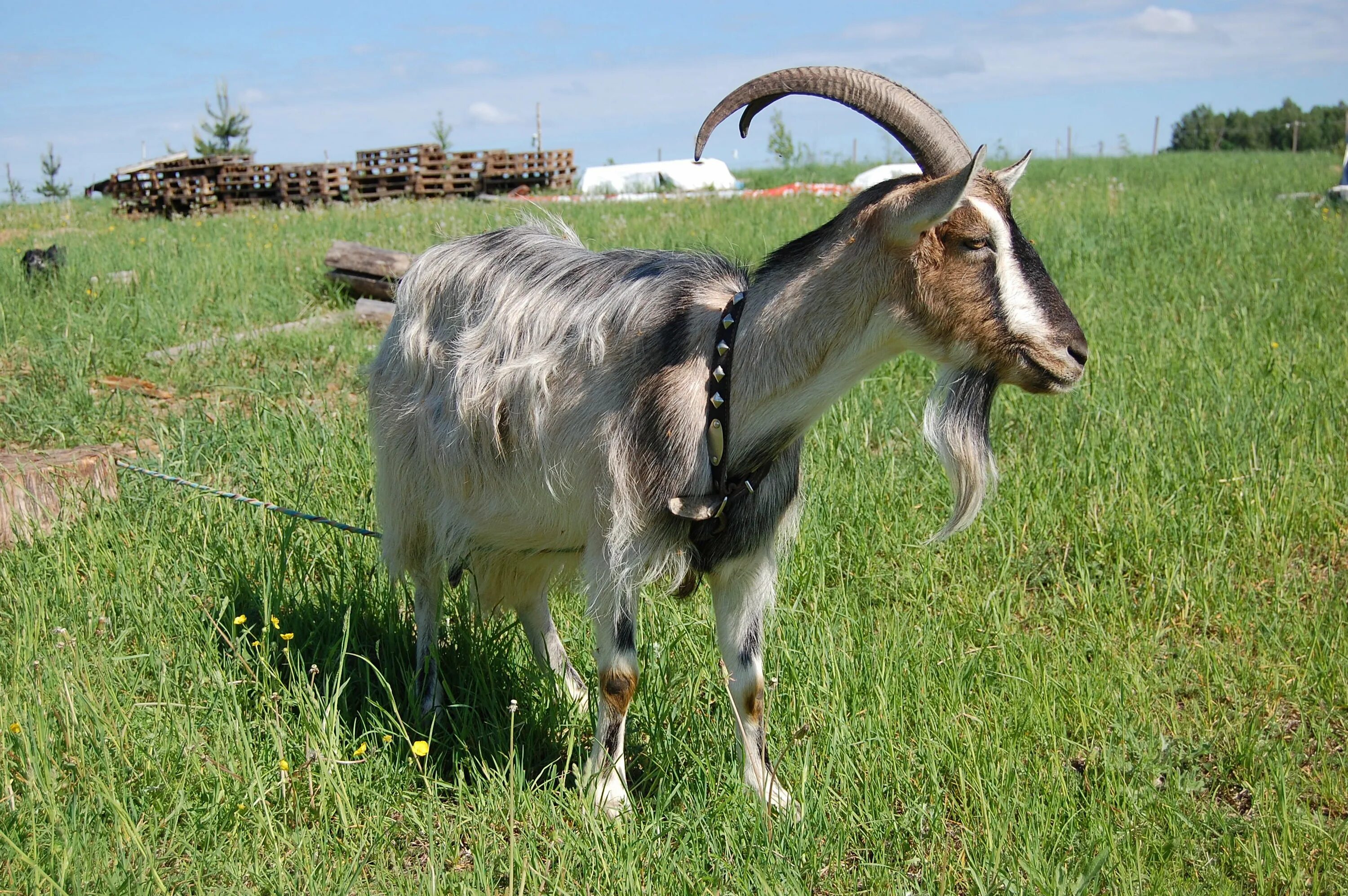 Место обитания коз. Goat (ангорская коза). Козёл с козлятами. Кашмирские козы монголия. Гималайская кашемировая коза.