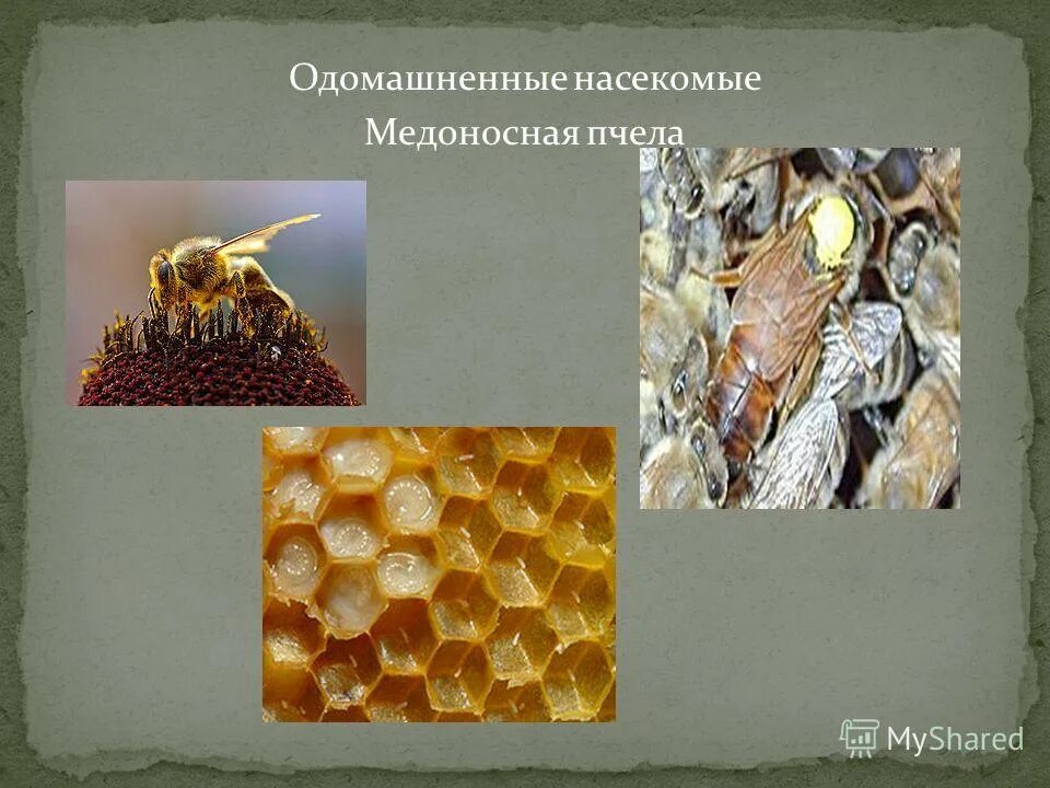 одомашненные насекомые. тутовый шелкопряд отряд насекомых. презентация на тему одомашненные насекомые в жизни человека. одомашненные насекомые. сообщение на тему одомашненные насекомые 7 класс.