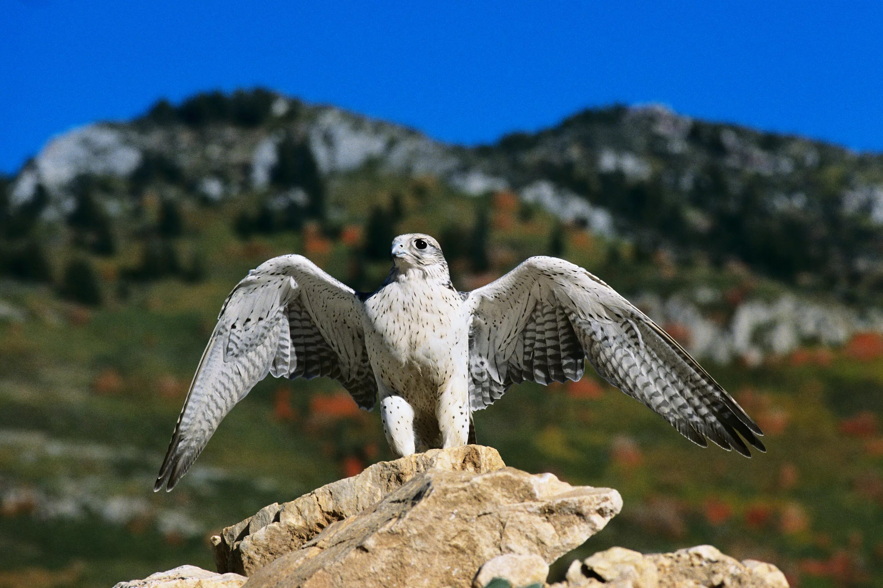 Кре́чет falco rusticolus. Кречет falco rusticolus. Кречет в тундре. Кречет falco rusticolus. Заповедник остров врангеля кречет.