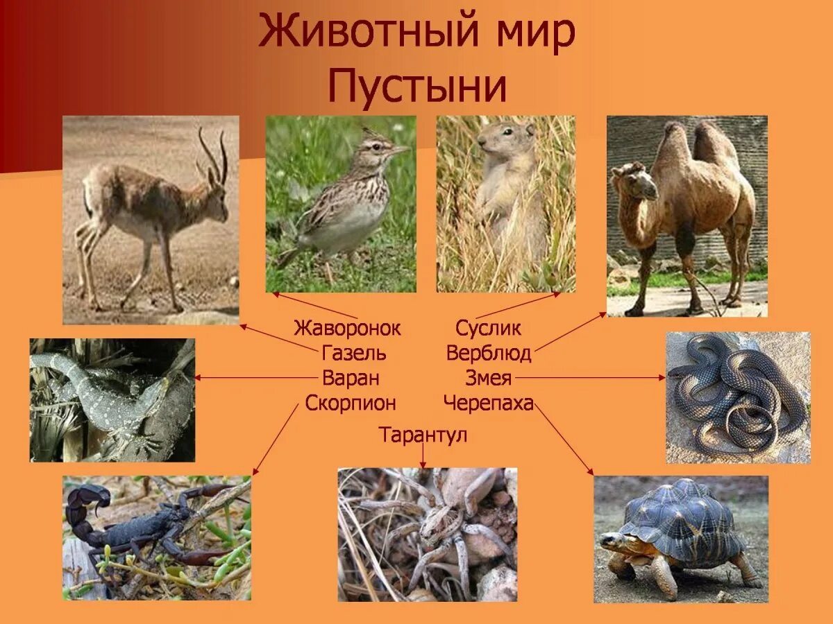 Животные мир пустыни и полупустыни в России. Растения и животные пус. Какие животные обитают в пустынях и полупустынях