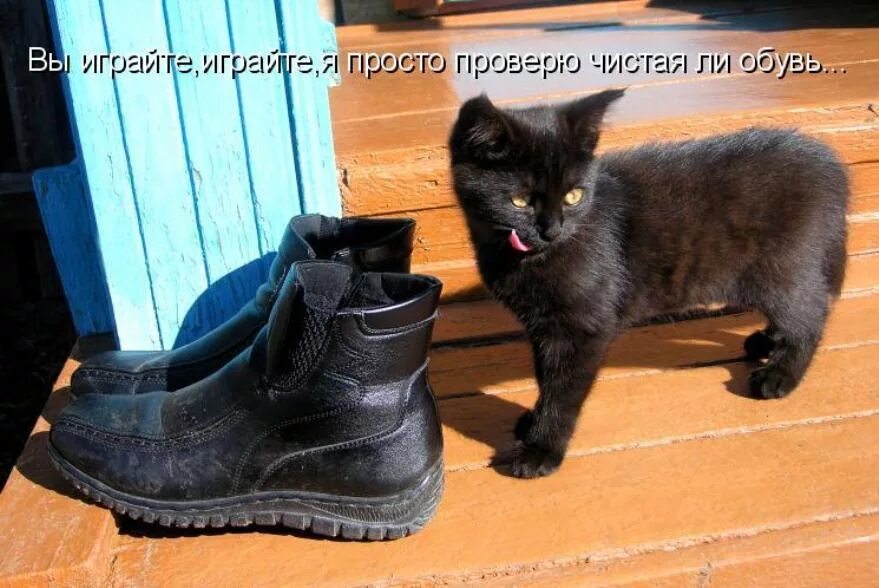 Говорящие ботинки. Черный кот к чему приходит. В дом пришла черная кошка к чему это. Пришёл чёрный котёнок к чему. В дом приходит кошка примета к чему