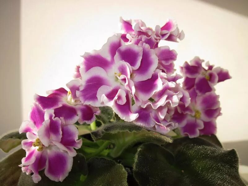 Жизнь фиалки. Фиалочная жизнь. Фиалка saintpaulia. Жизнь фиалки. Фиалки полумини сорта.