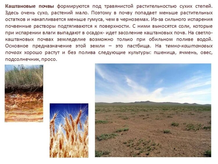 Каштановые почвы сильно засолены. Каштановые почвы описание. Тёмно каштановые почвы. Каштановые почвы профиль. Рисунок почвенного профиля каштановых почв.