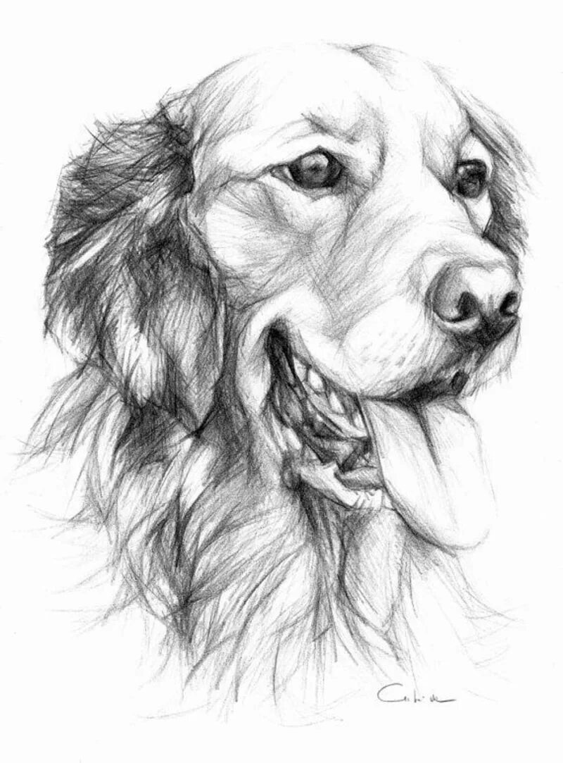 Картинки карандашом. Животные карандашом. Собака карандашом. Красивые рисунки карандашом. Собака рисунок карандашом.