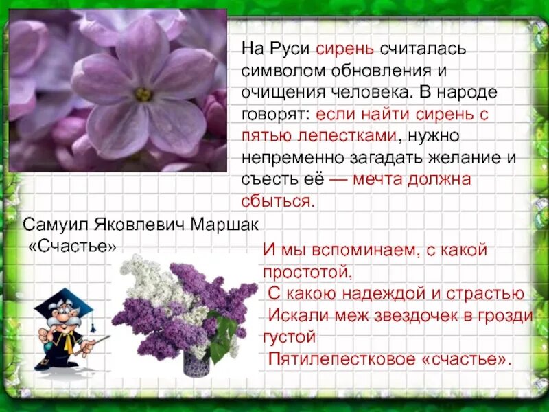 Сирень подобрать прилагательное. Сирень для презентации. Что символизирует сирень. Сирень на языке цветов. Сирень символ чего.