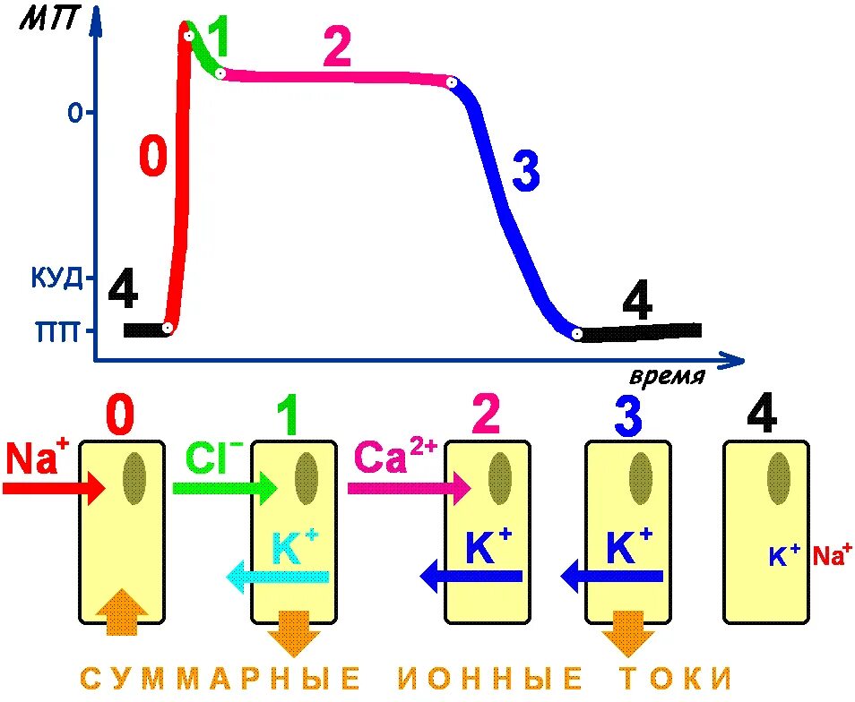 Фазы и ионные механизмы потенциала действия. Фазы. Ионный механизм формирования. Ионный механизм формирования фаз потенциала действия. Ионные механизмы потенциала действия кардиомиоцитов. Канал пд