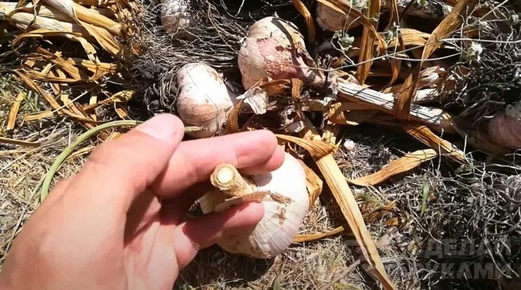 Можно мыть чеснок после уборки. Уборка чеснока и хранение. сушка чеснока после уборки.