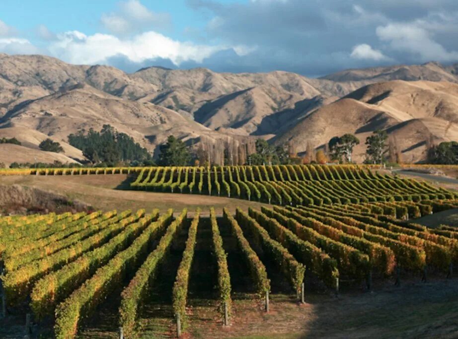 Промышленность новой зеландии. Виноградники Мальборо новая Зеландия. Долина Мальборо новая Зеландия. Марлборо (Marlborough, новая Зеландия) виноградники. Вино виноградники Мальборо.