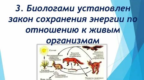 Первичные потребители