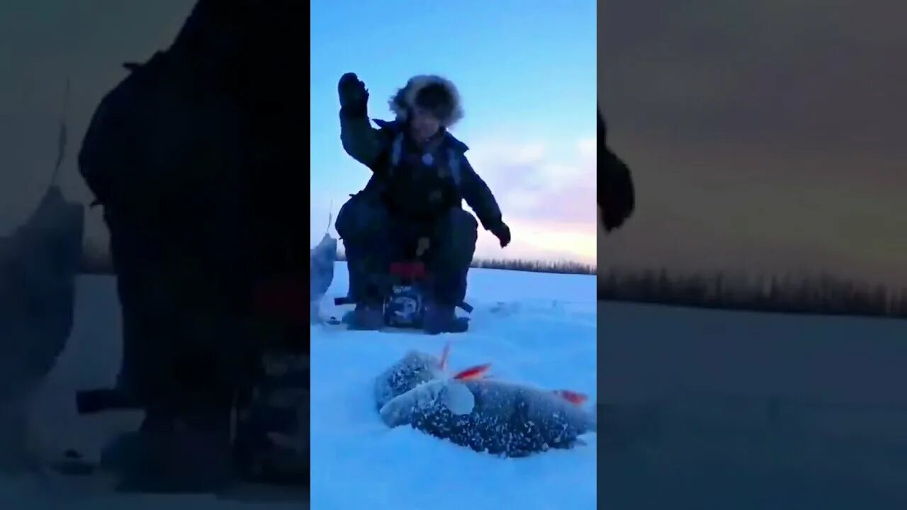 Рыбалка зимой в якутии видео. Рыбалка якутия клевая лето видео. Рыболовство в якутии летом. Первый лед 2020 зимняя рыбалка в якутии. Рыбалка якутия клевая лето видео.